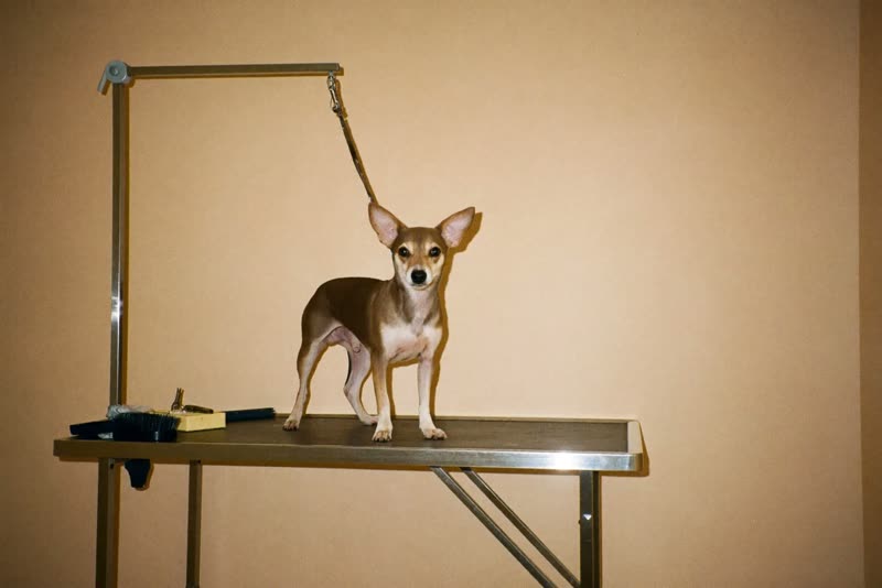 A small dog on a grooming table in a tidy pastel grooming room
