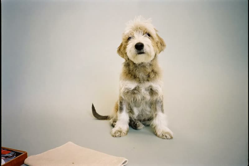 A shaggy young dog waiting on a plain pastel backdrop beside a folded towel