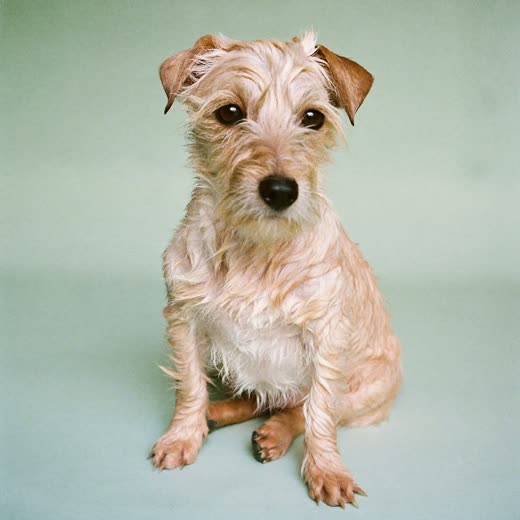 A freshly bathed terrier sitting against a plain pale backdrop