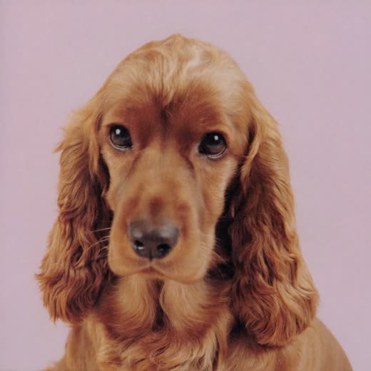 A cocker spaniel with a neatly trimmed coat