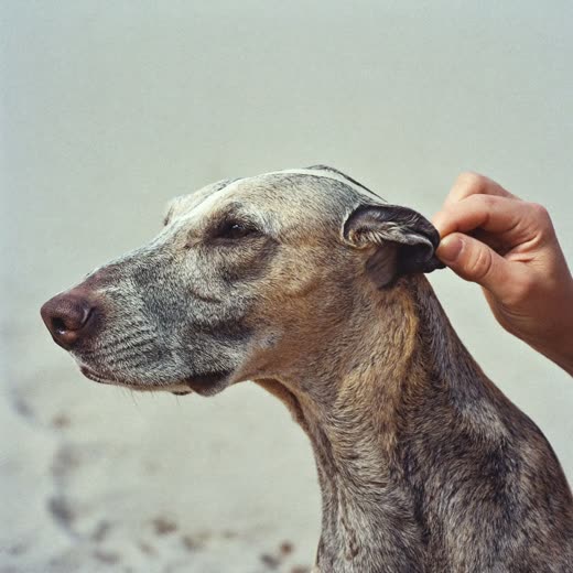 A wire-haired dog with a dense hand-stripped coat