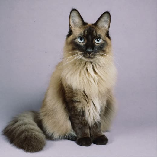 A long-haired cat with a smoothly brushed coat